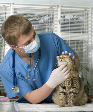 Chat soigné par un vétérinaire